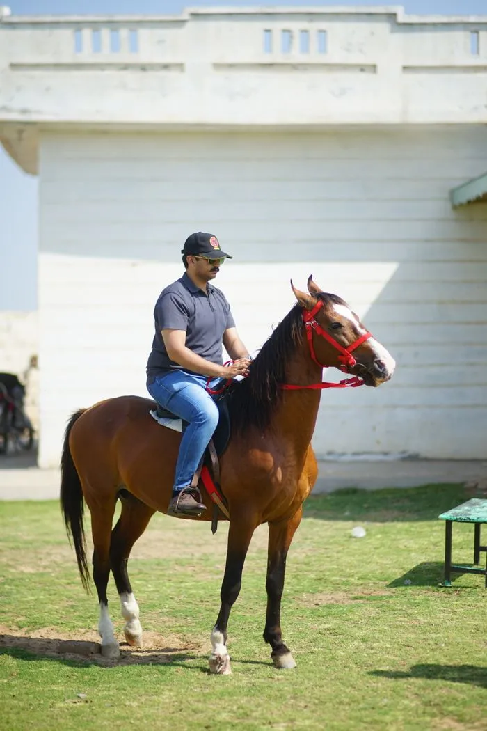 Bramblewick, a chestnut gelding in a red bridle
