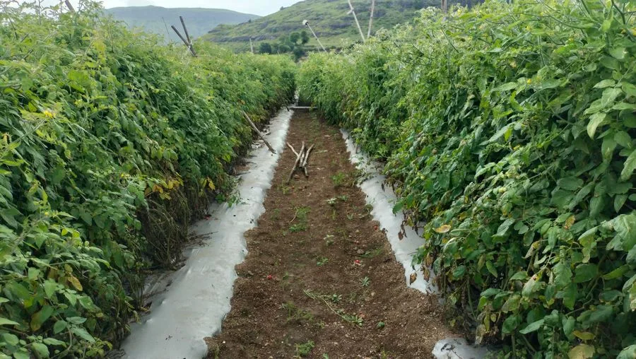 Tomato rows running toward low hills