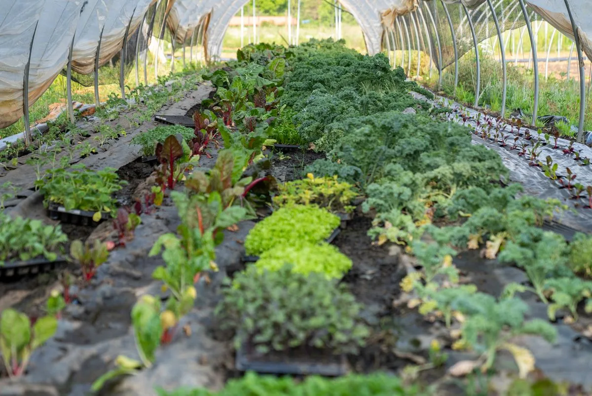 Inside a polytunnel filled with dense summer growth