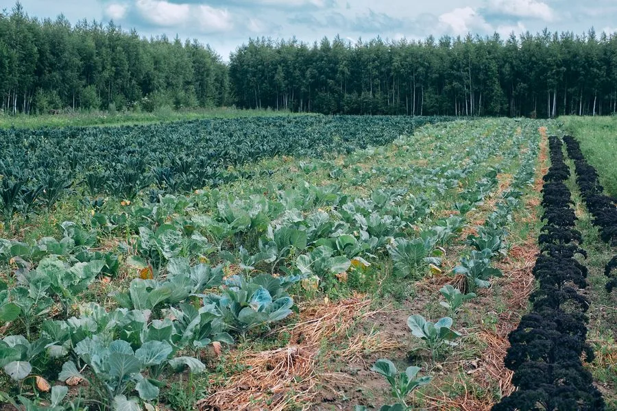 Cabbages growing in rows beside a treeline