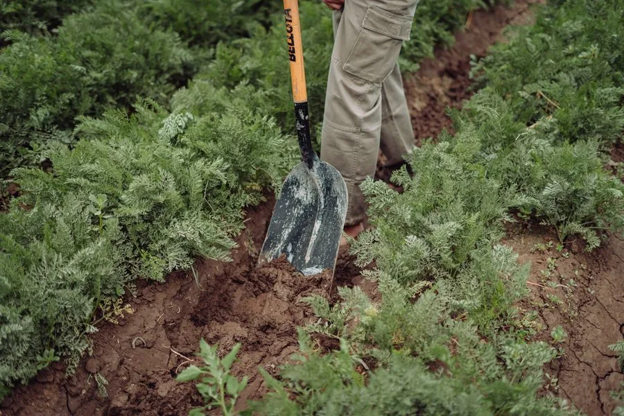 A spade turning dark soil in a planted bed