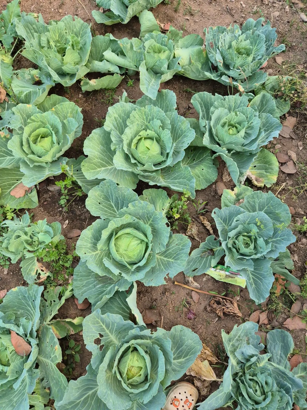Overhead view of cabbages in even rows