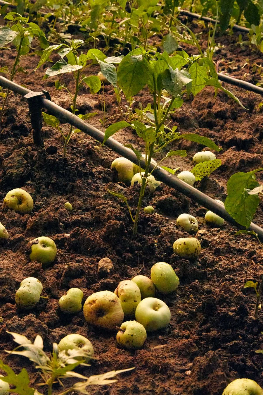 Green apples resting on cultivated ground