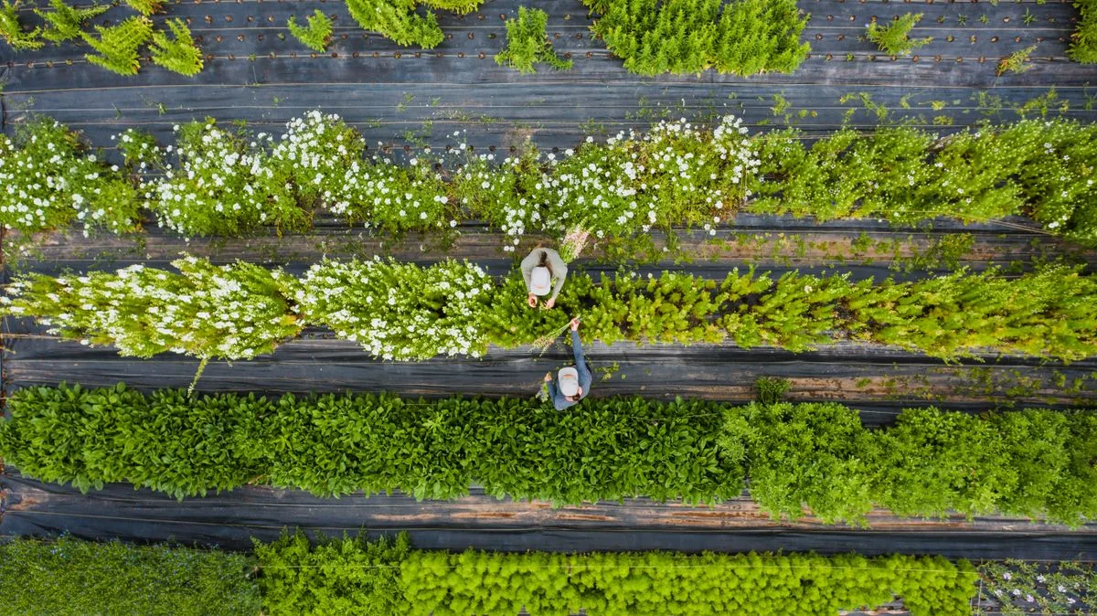 Overhead view of a crew hand-cutting herbs across a flowering field