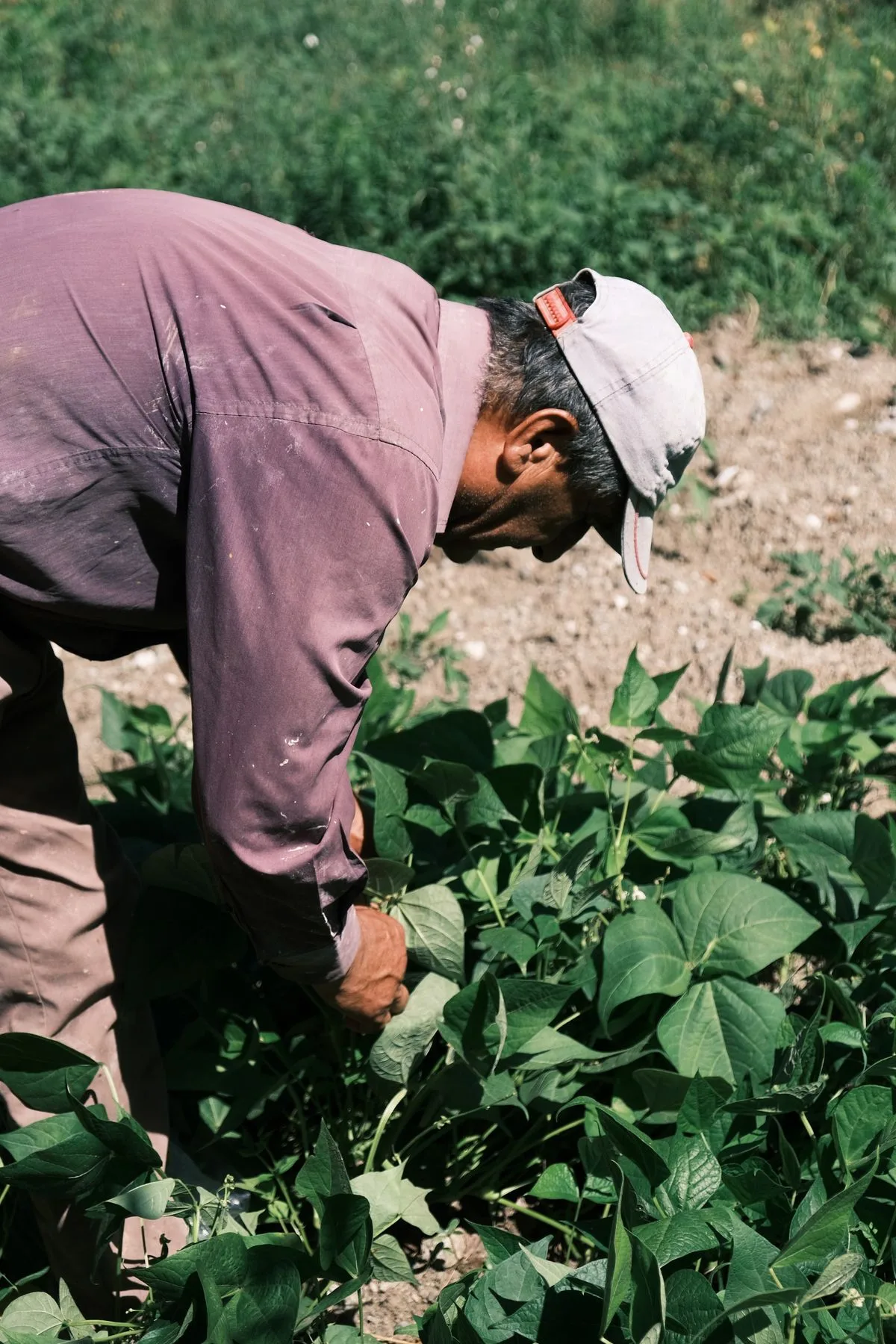 A grower bending to pick produce among dense green rows