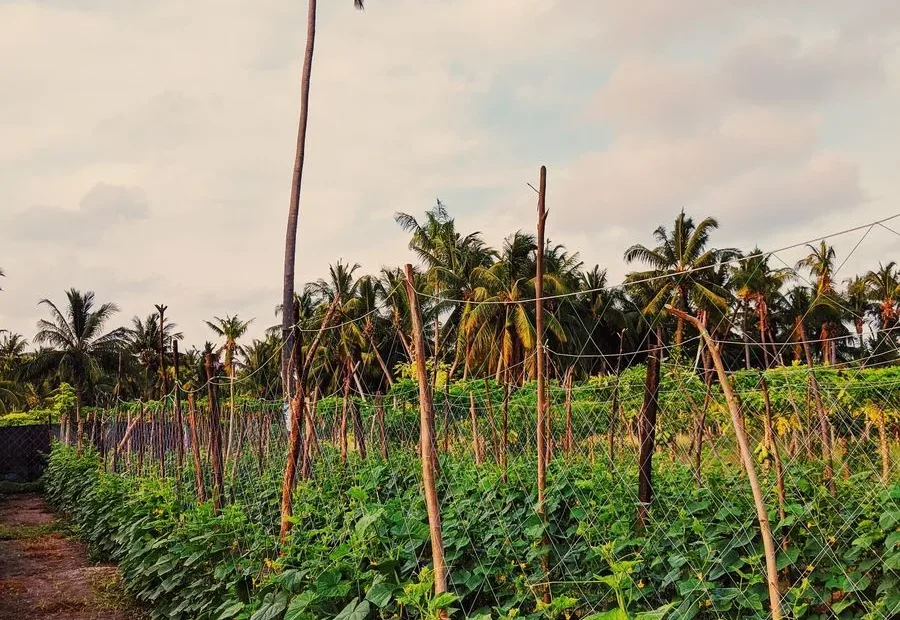 Why we stopped trellising cucumbers the expensive way