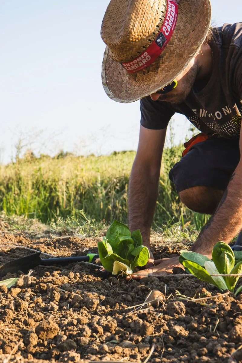 A grower setting young transplants into a prepared bed