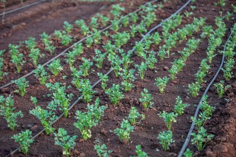 Young plants growing along a drip irrigation line in dark soil