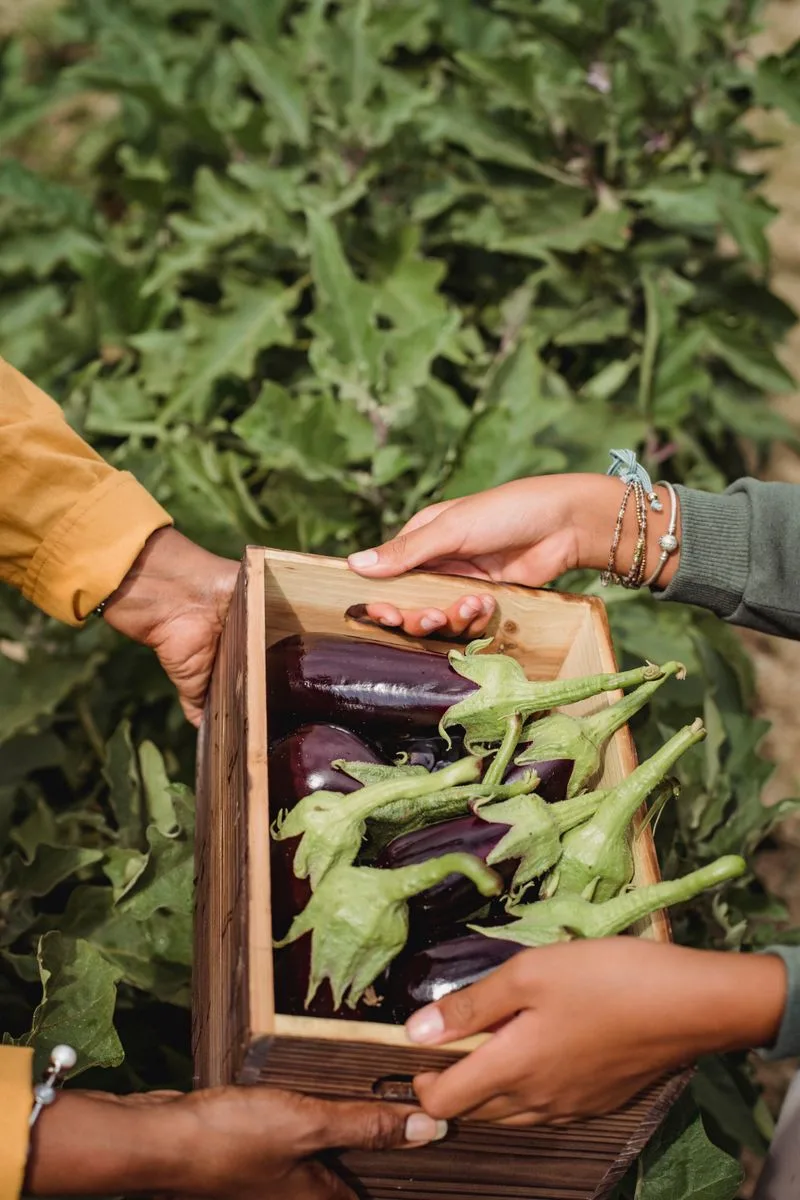 Two people passing a crate of freshly picked vegetables