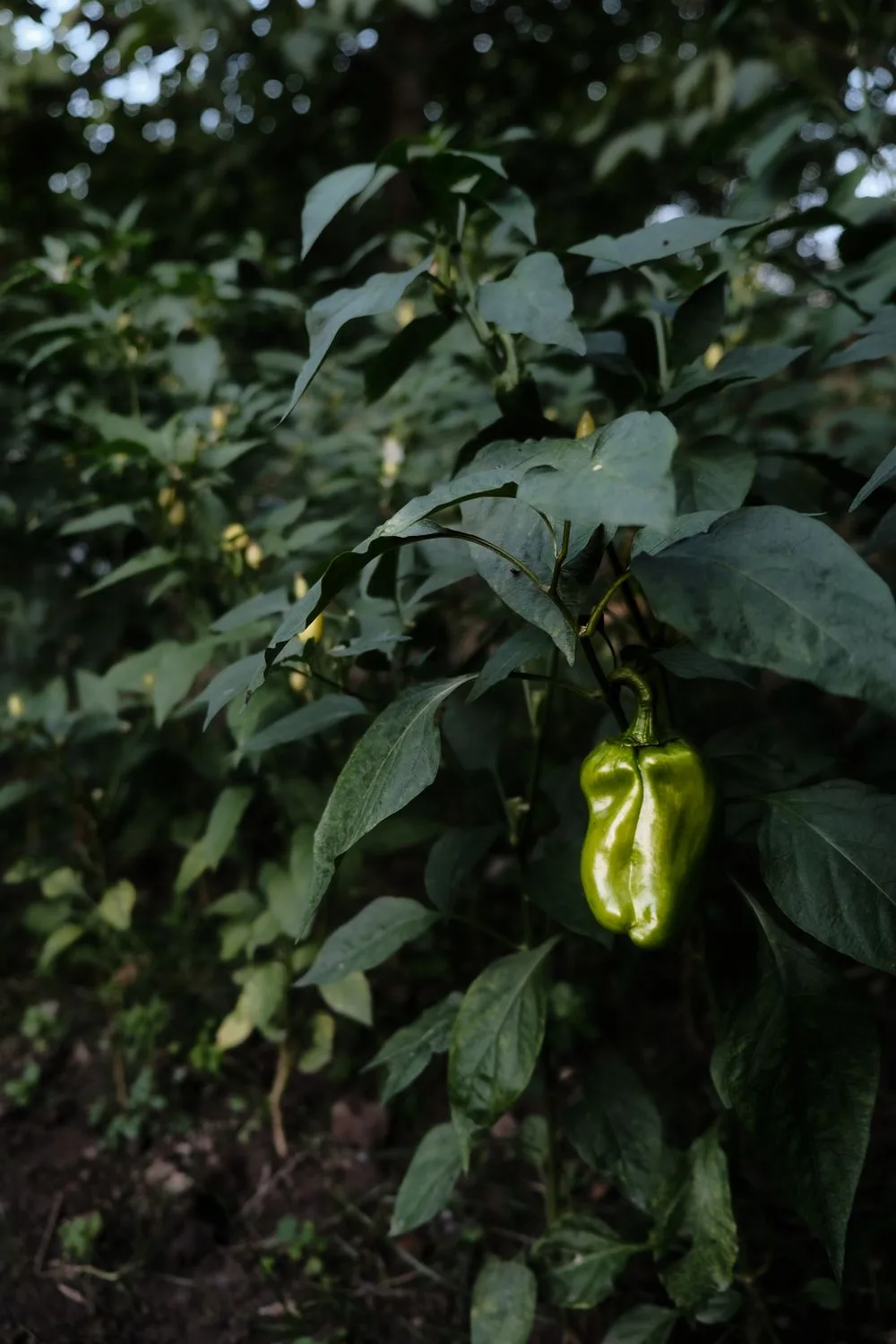 A pepper ripening on the plant among broad green leaves