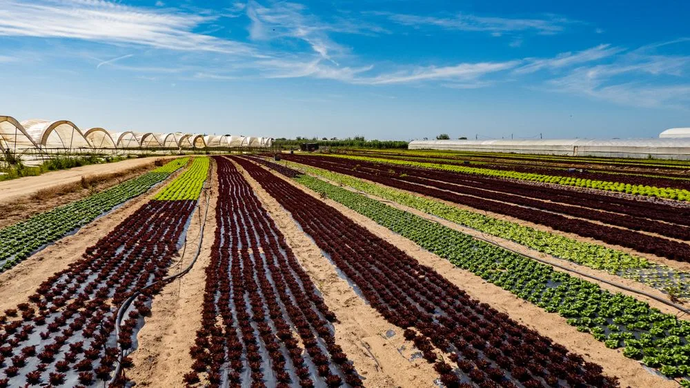 Neat greenhouse rows stretching toward the horizon under clear sky