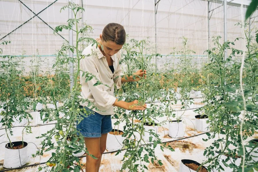 A grower checking tomato vines inside the propagation house