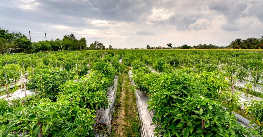 Long rows of pepper plants running toward the treeline