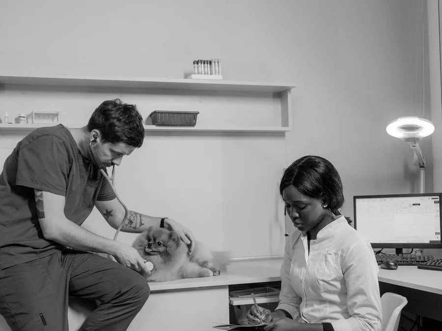 A veterinarian and nurse working together on a small dog in a consult room