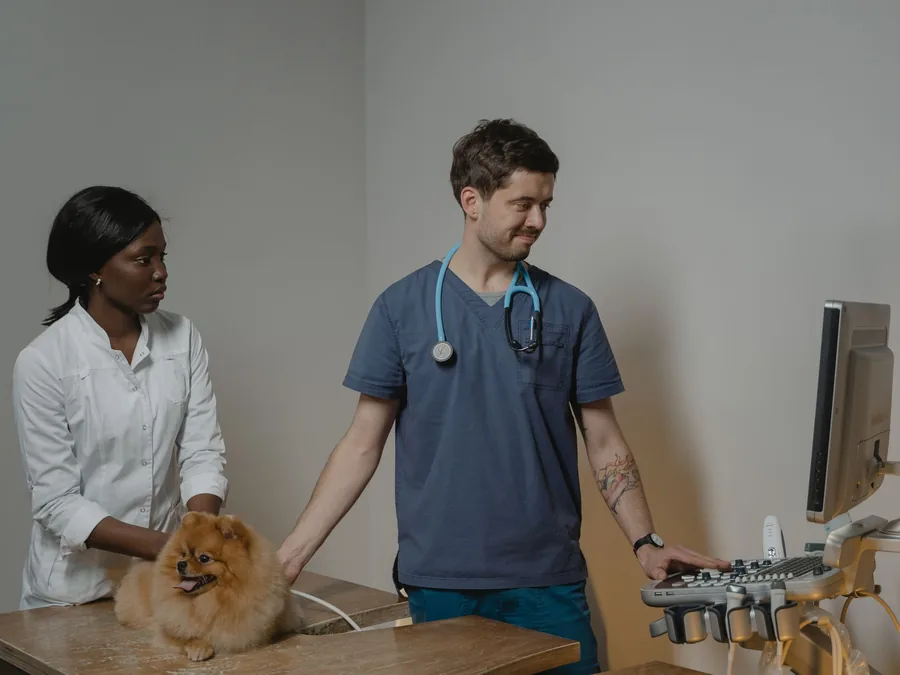 Ultrasound scan being performed on a small dog