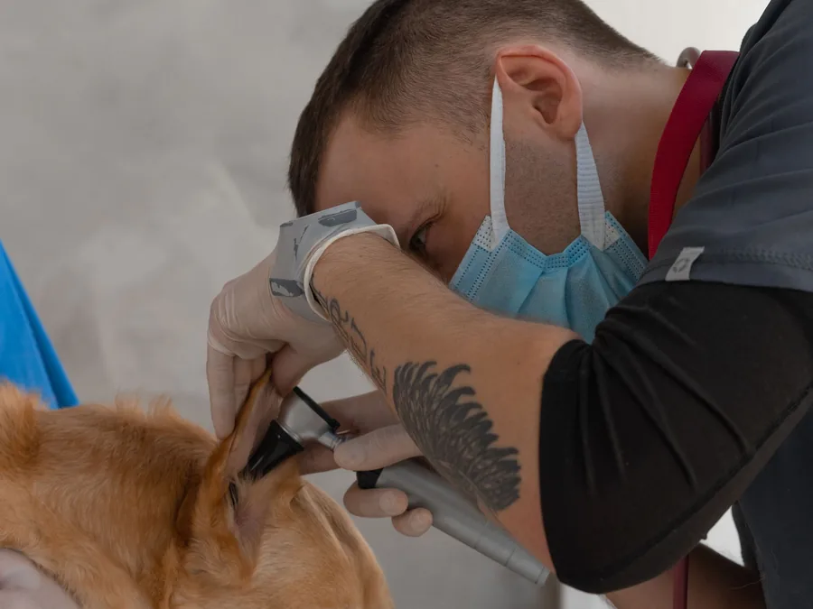 Close inspection of a dog’s ear with a handheld instrument
