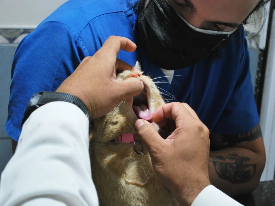 A veterinarian gently checking a cat’s mouth during a health check