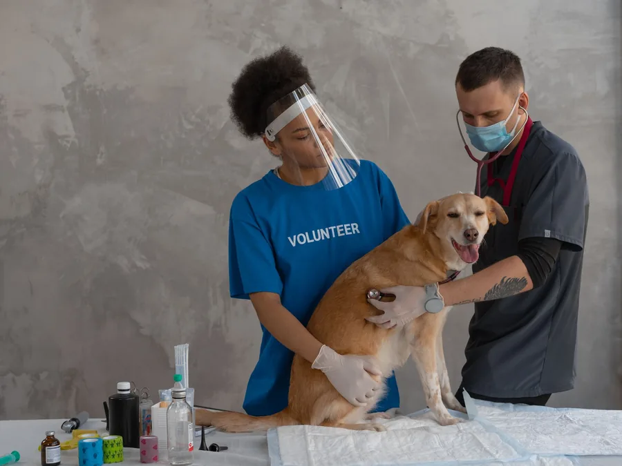 Two clinicians examining a dog together in a treatment area