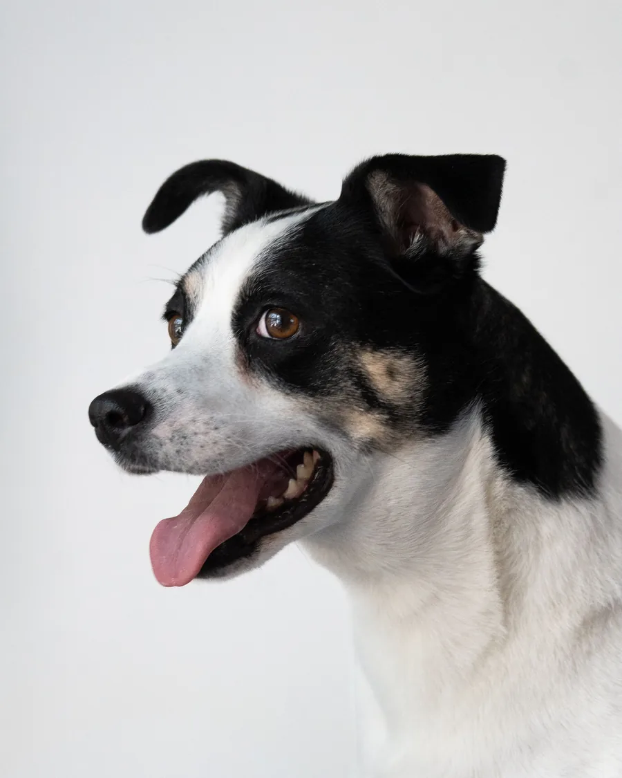 A happy black and white dog with its tongue out