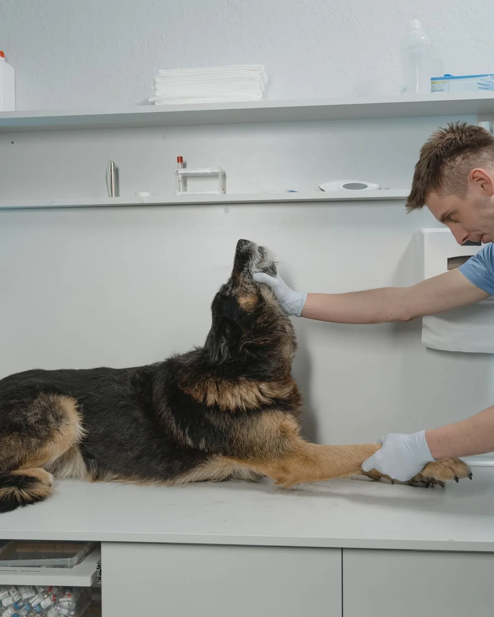 A veterinarian carefully examining a large dog in a bright treatment room