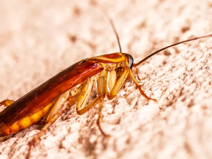Close-up of a cockroach found during an inspection