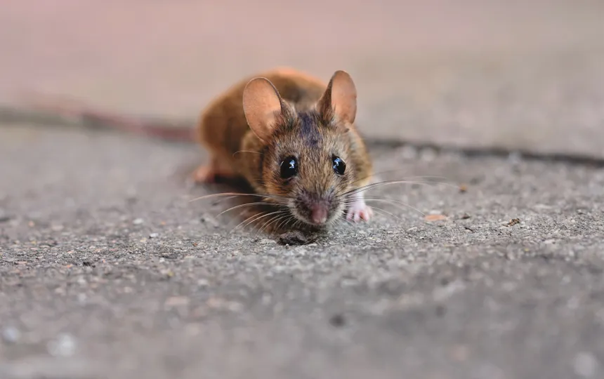 The six gaps that let rodents into almost every home we visit