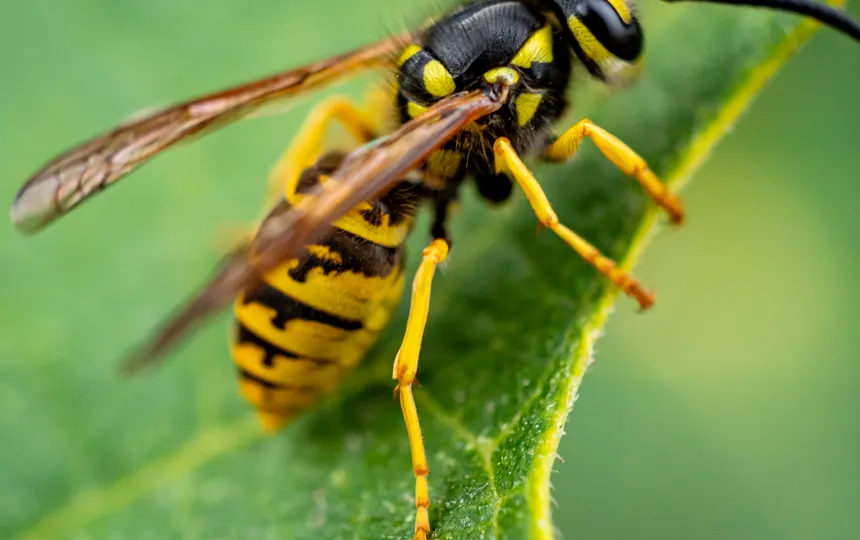 Why late summer is the worst time to knock down a wasp nest yourself