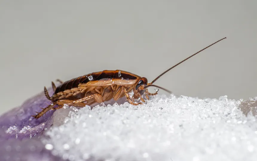 What a cockroach infestation is actually telling you about your kitchen