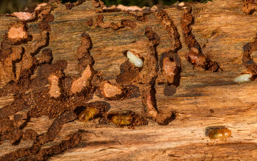Termite damage is slow, quiet and almost always found late