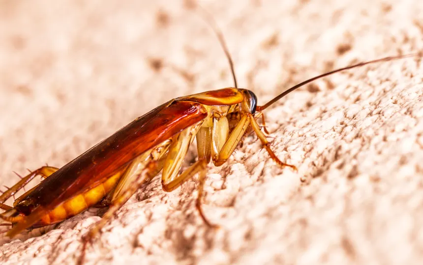 Standing water is a mosquito nursery, and it is smaller than you think