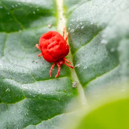 Close inspection for bed bug identification