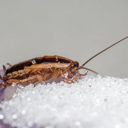 German cockroach found during a kitchen inspection