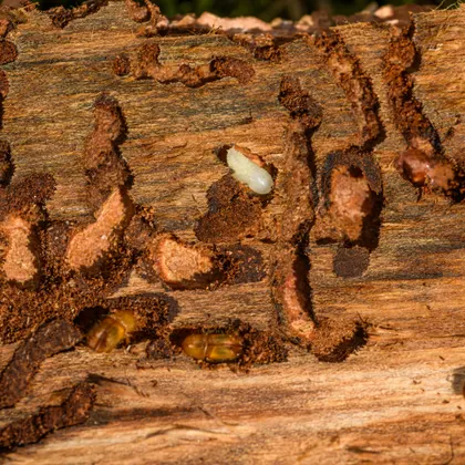 Timber showing wood-boring insect damage